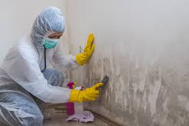 Why You Should Choose Our Mold Remediation Services in Reliez Valley, CA